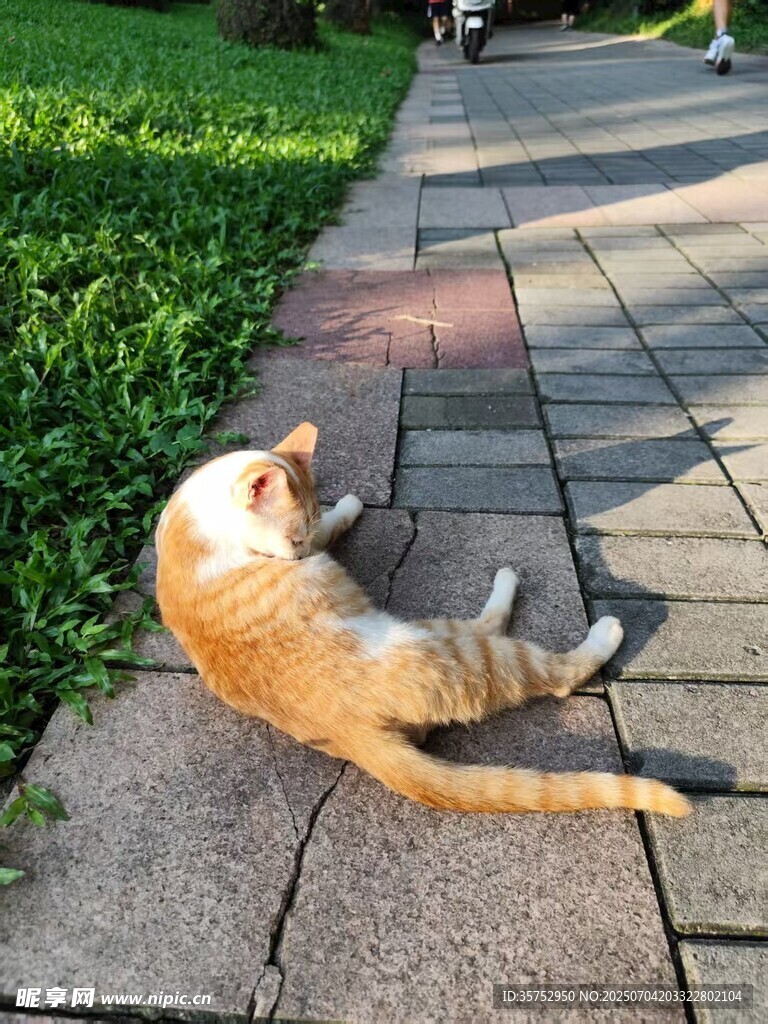 路边惬意躺卧的橘猫