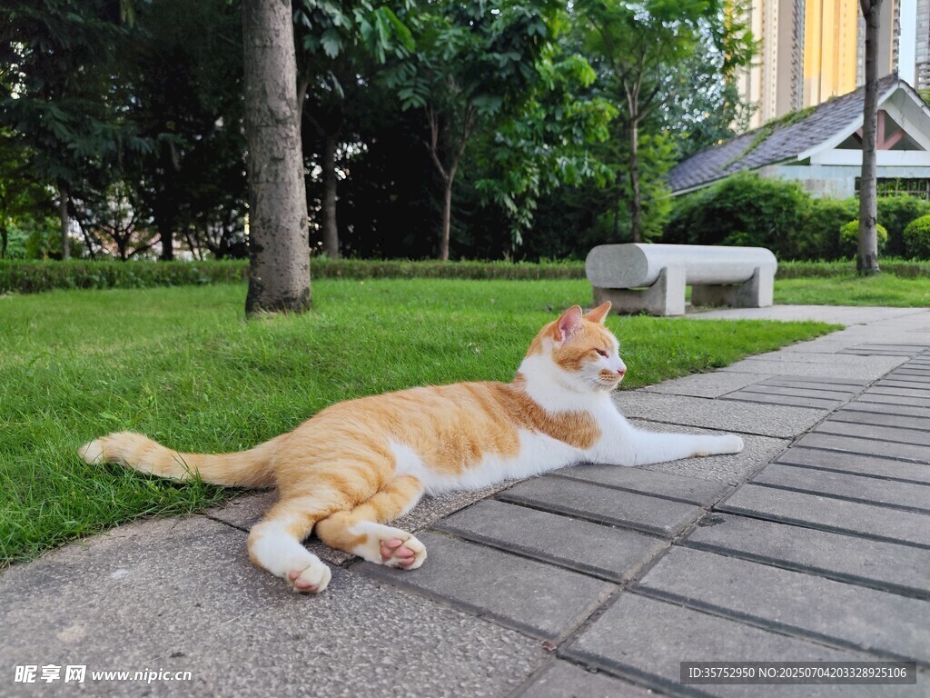 阳光下惬意躺卧的橘猫