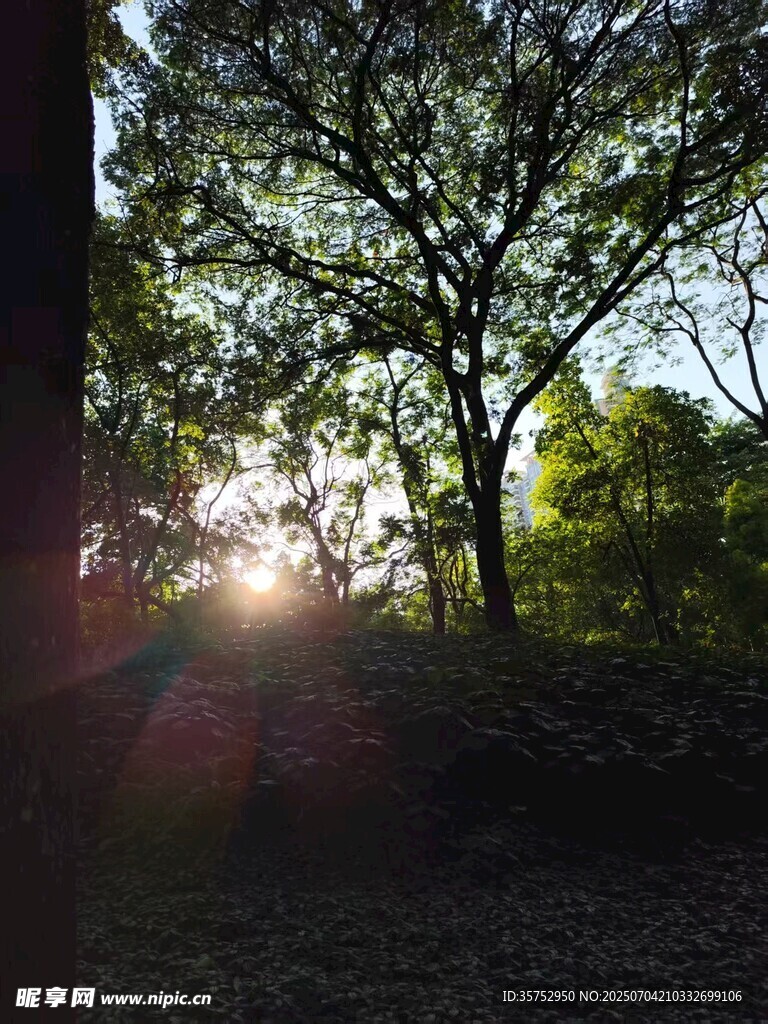 林间晨光树影斑驳