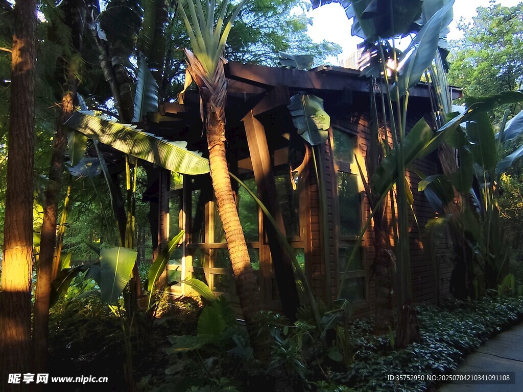 光影植物树林景观