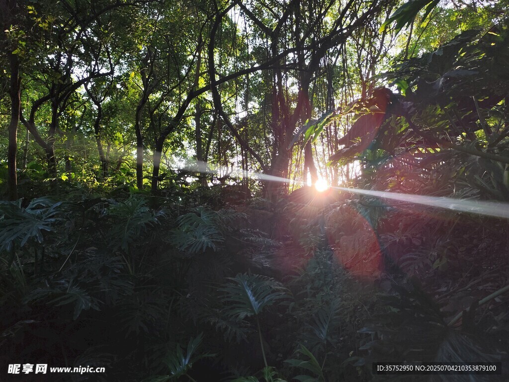 阳光穿透树林的自然美景