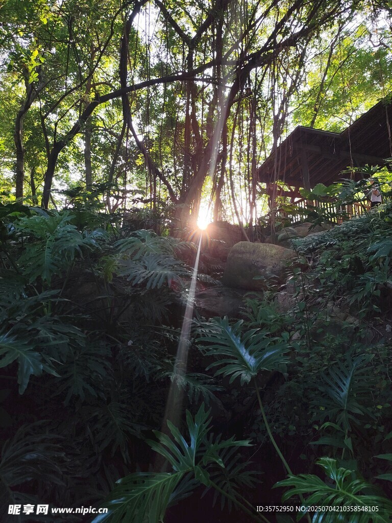 林间晨光中的静谧自然景象