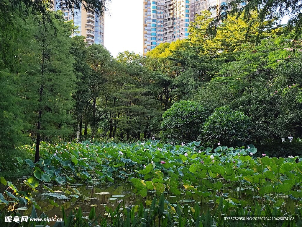 城市中的静谧绿植荷花景观