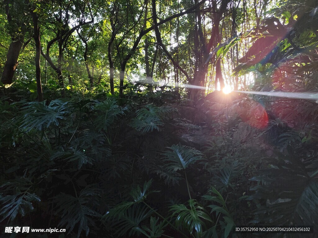 林间阳光洒落的静谧时刻