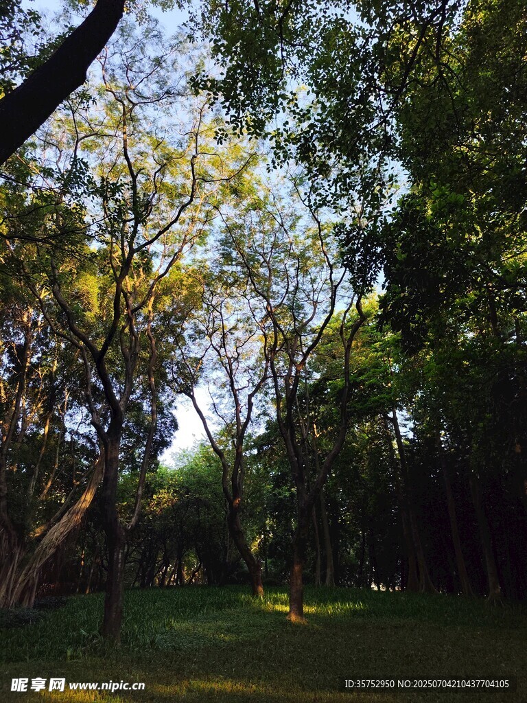 林间绿意盎然的静谧景致
