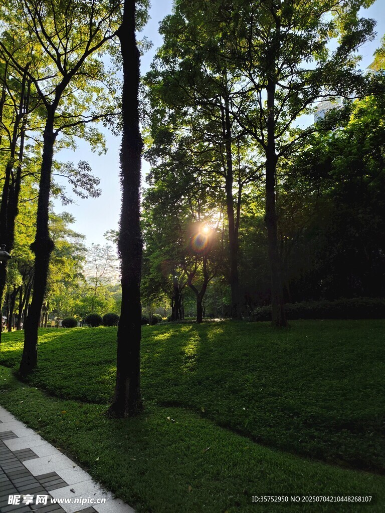 林间阳光洒落的静谧美景