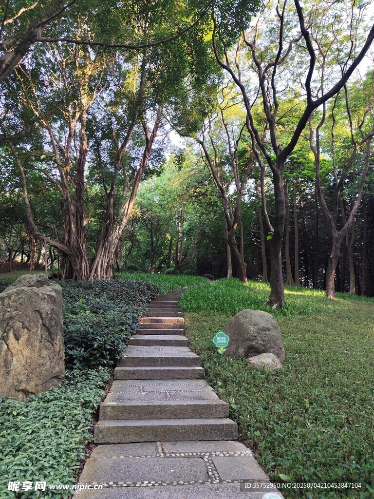 林间石板小径静谧自然风景