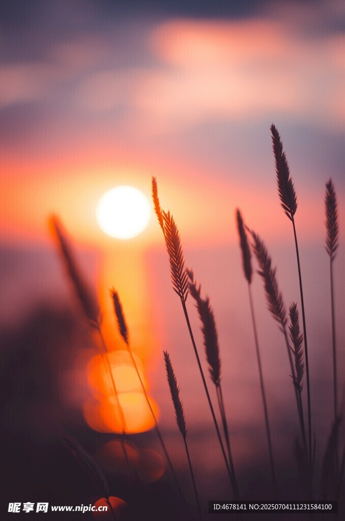 夕阳下的芦苇美景