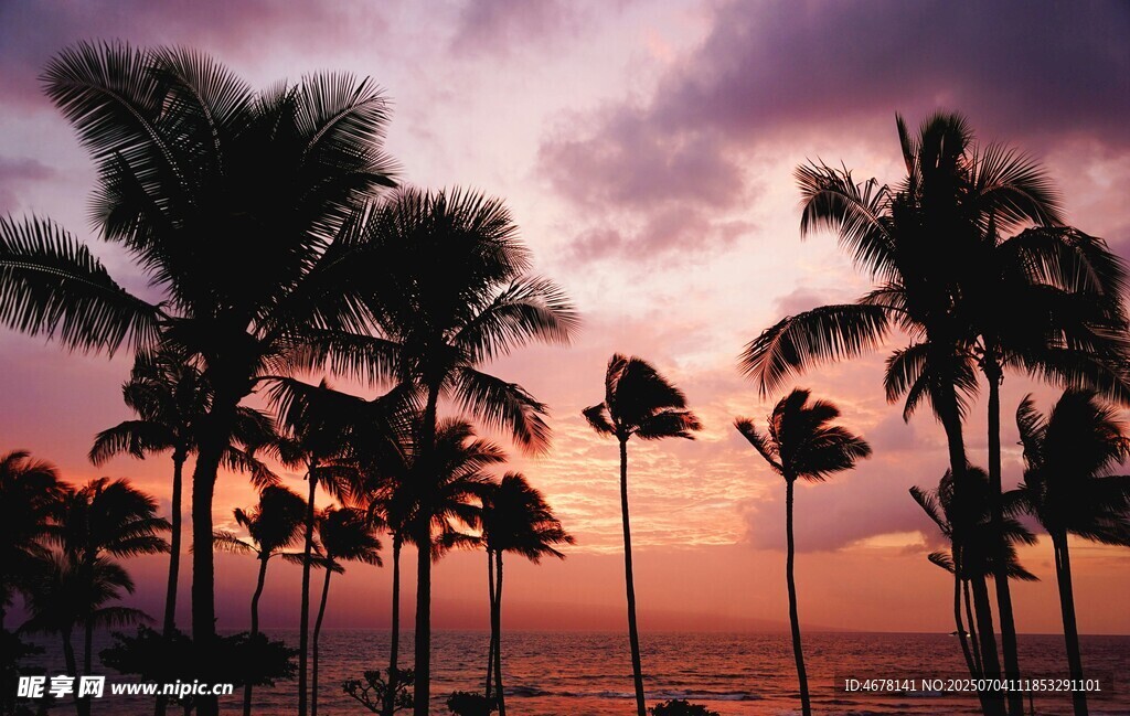夕阳下的椰林美景