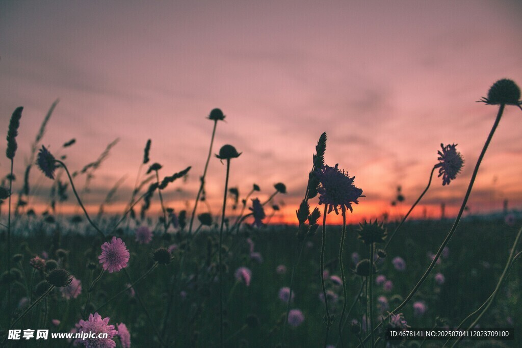 夕阳下的花海剪影