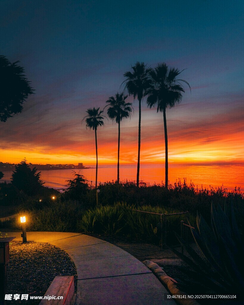 夕阳下的棕榈树与小径