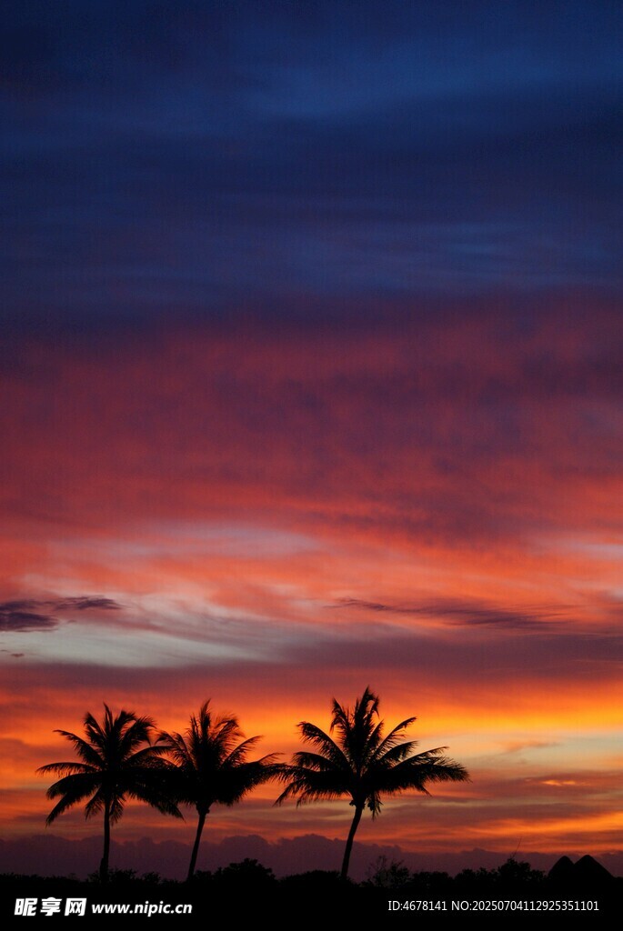 夕阳下的椰树美景