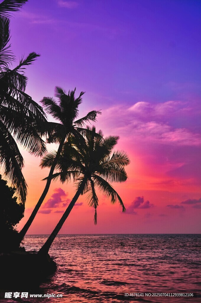 海边椰树映晚霞美景