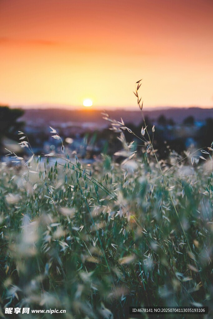 夕阳下的花草美景