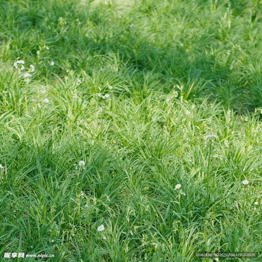 翠绿草地生机盎然