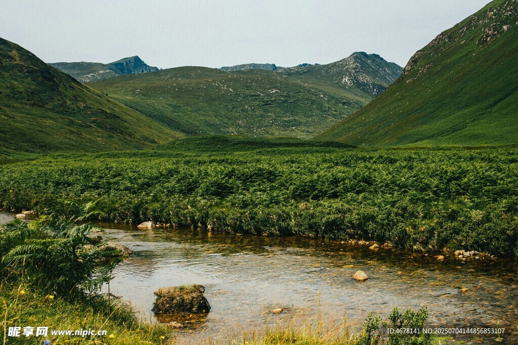 山间溪流旁的葱郁景致