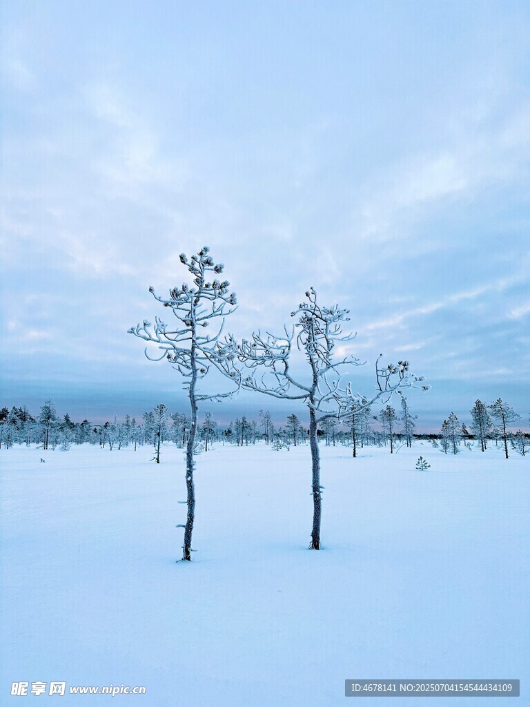 冬日雪地中的孤独树木
