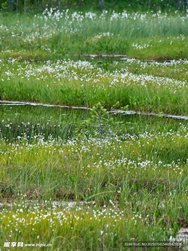 春日绿野繁花景观