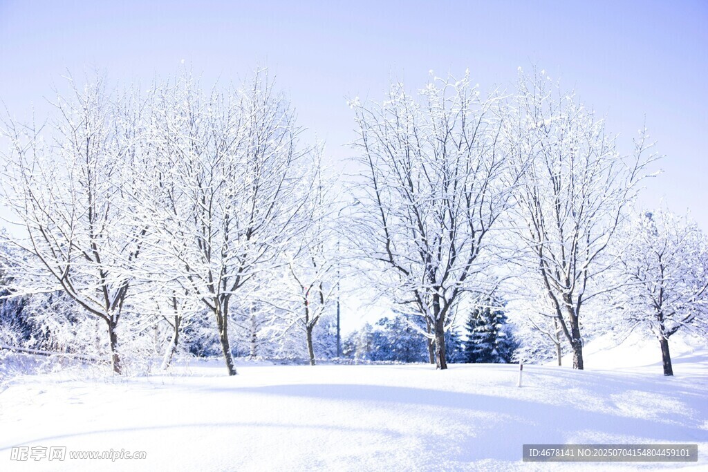 冬日雪景中的静谧树林