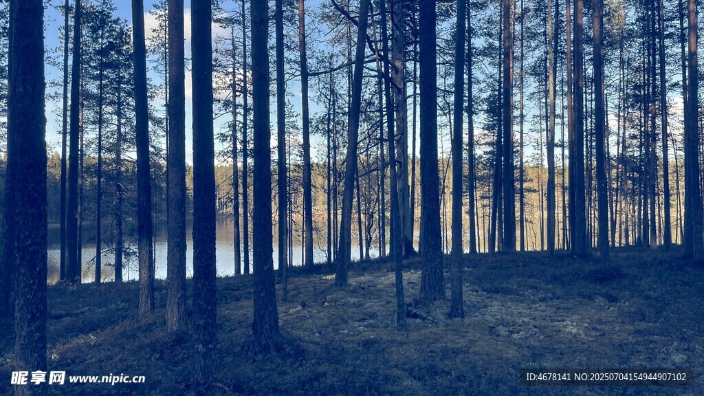 林间湖畔静谧自然景致