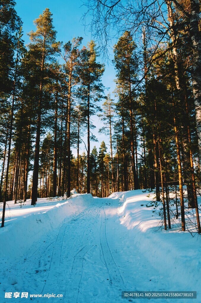 冬日雪林美景