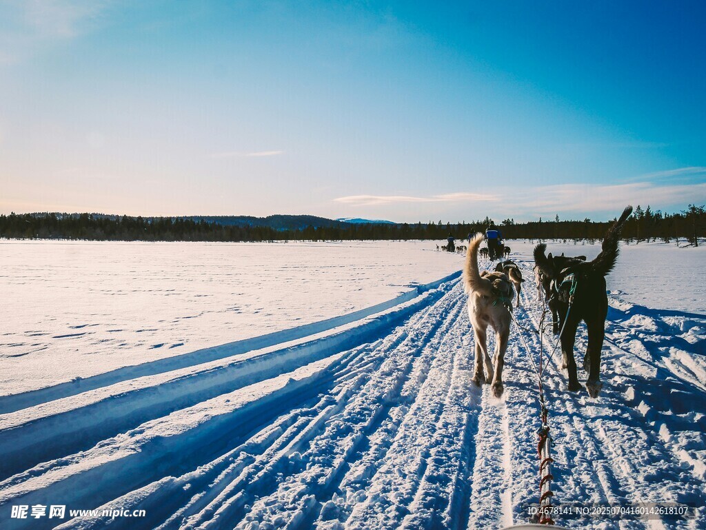 雪地中行进的狗拉雪橇队