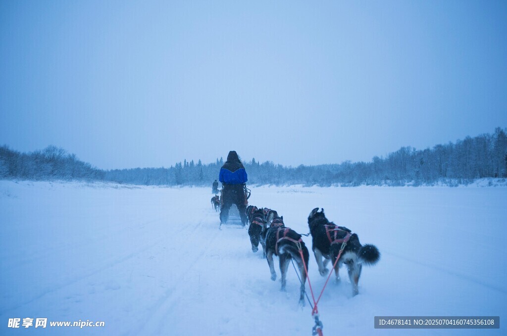 雪地中一人驭多犬前行