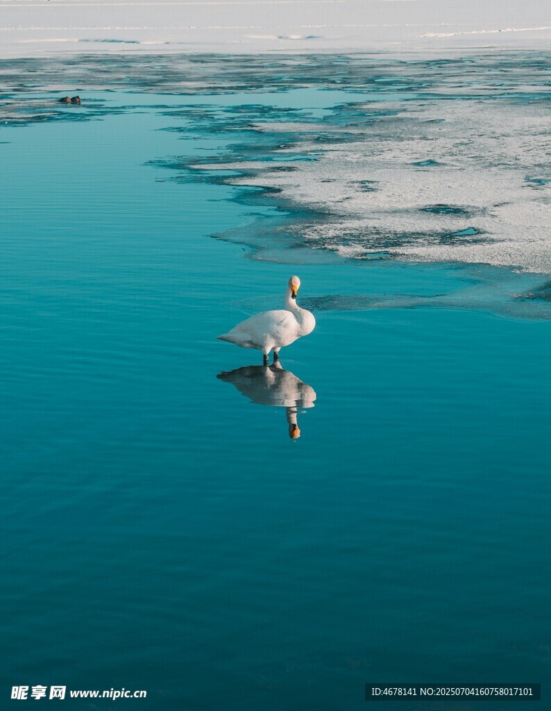 蓝水之上的优雅鹈鹕