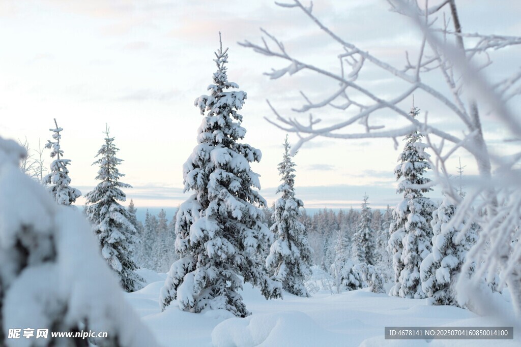 冬日雪景中的银白松林