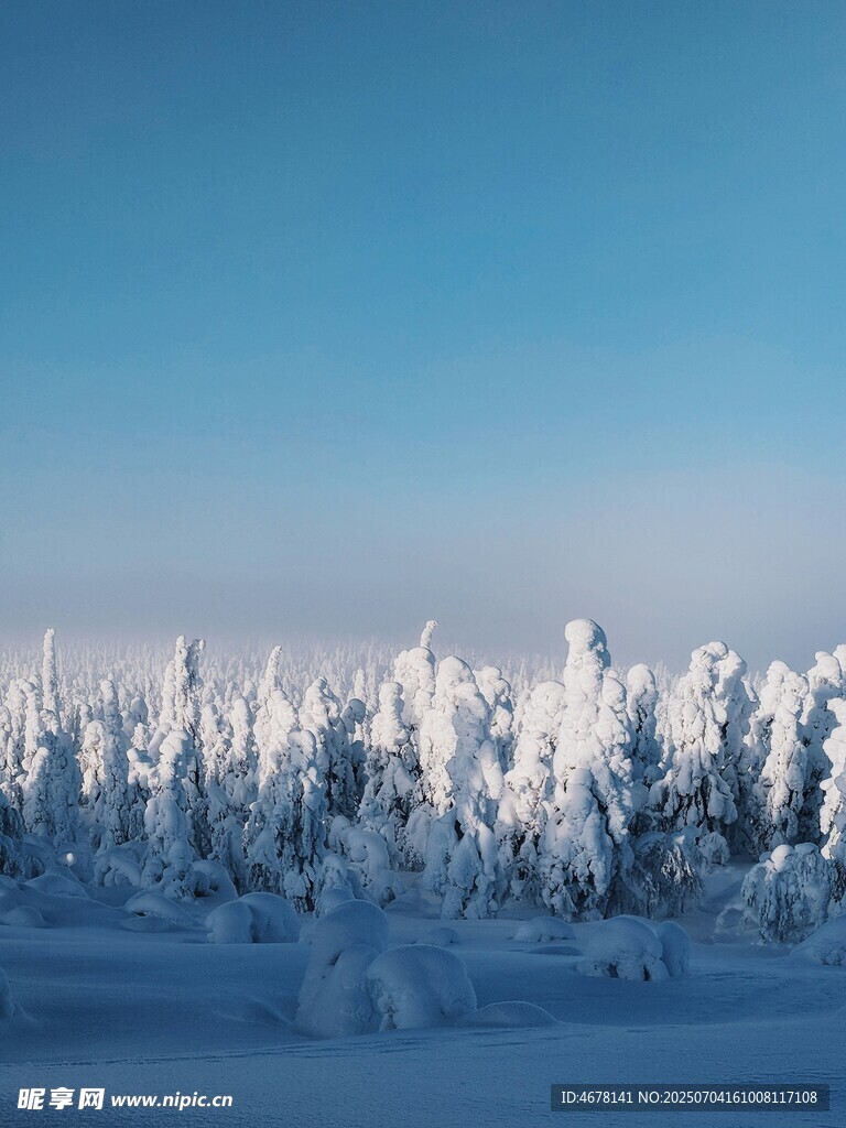 冬日雪林美景