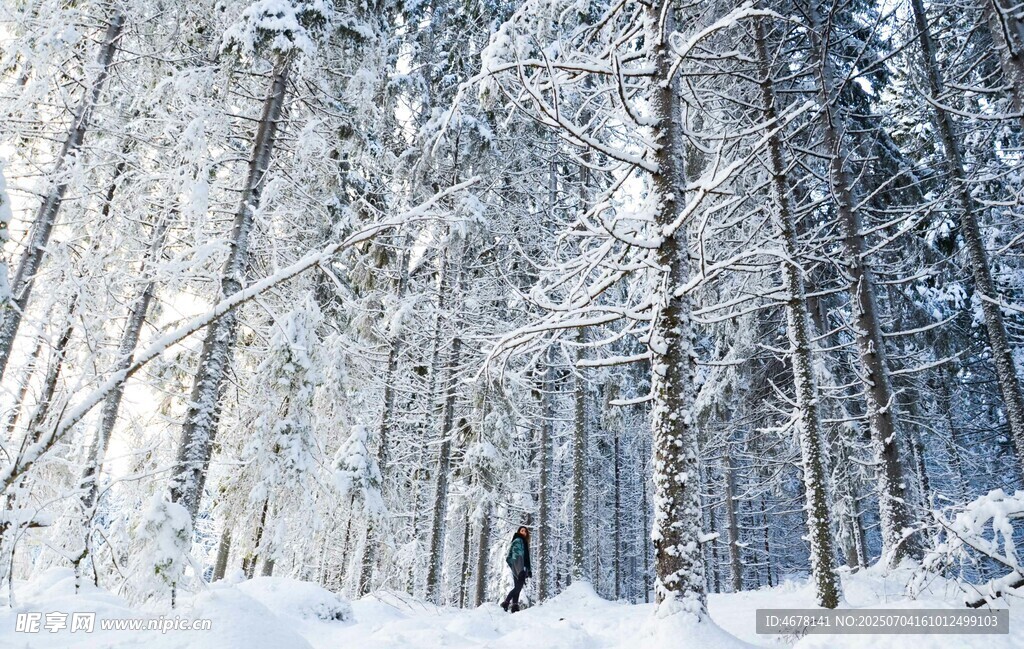 冬日雪覆森林美景
