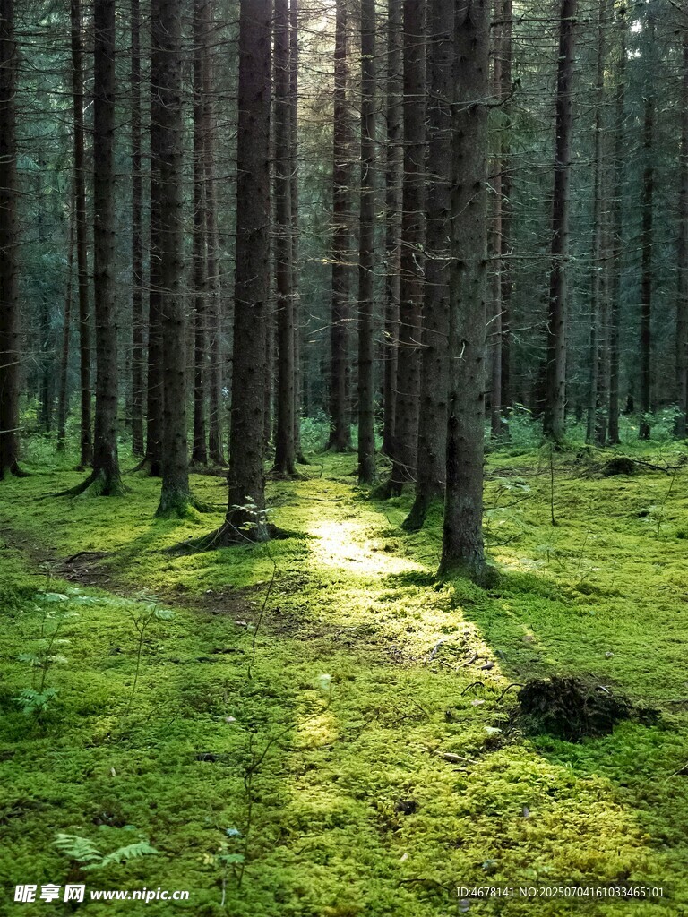 阳光洒落的静谧森林小道