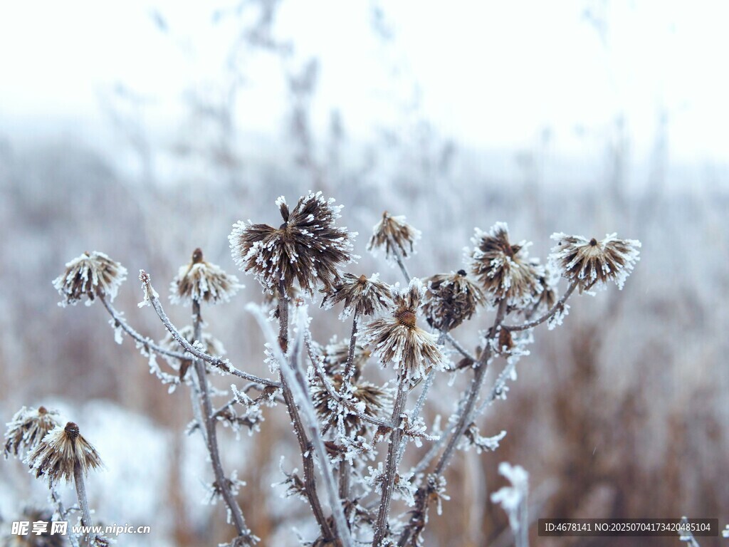 霜覆枯花的冬日原野景象