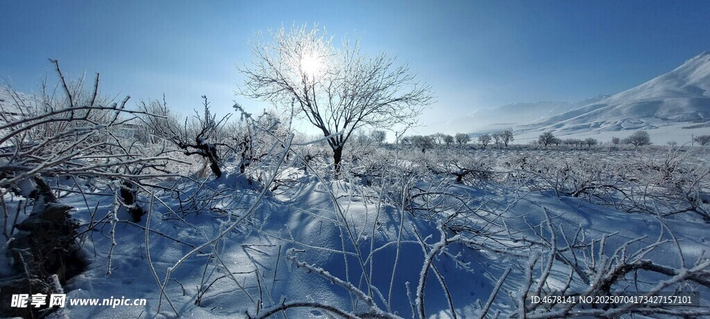 冬日雪野枯树景观