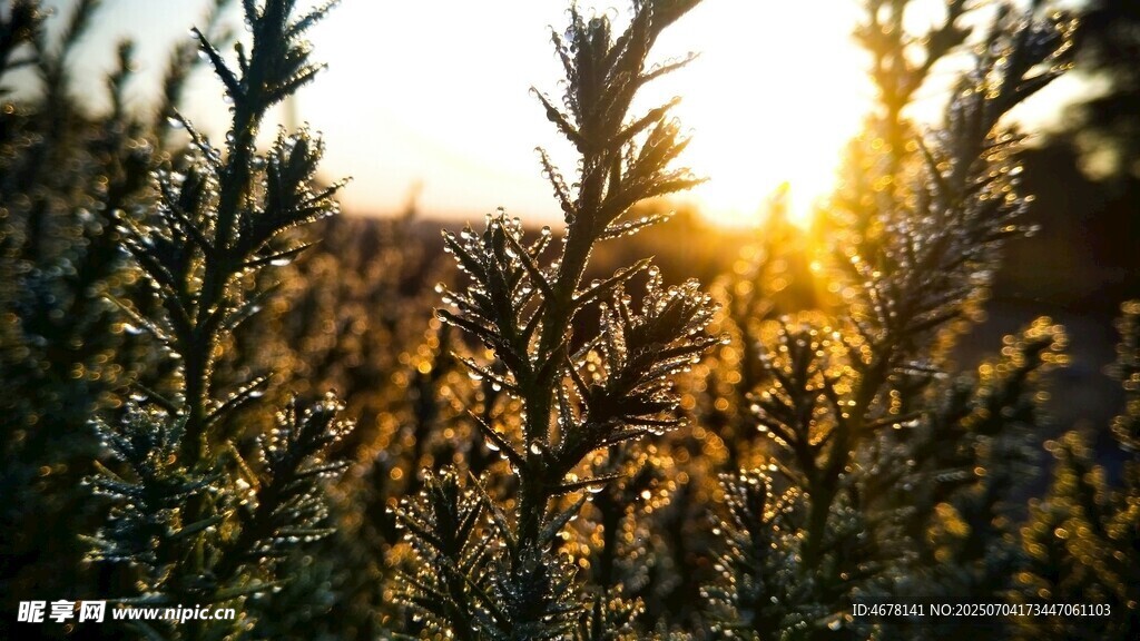 夕阳下的繁茂植物