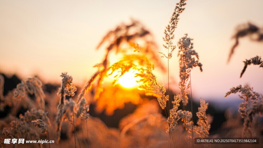 夕阳下的金色草丛美景