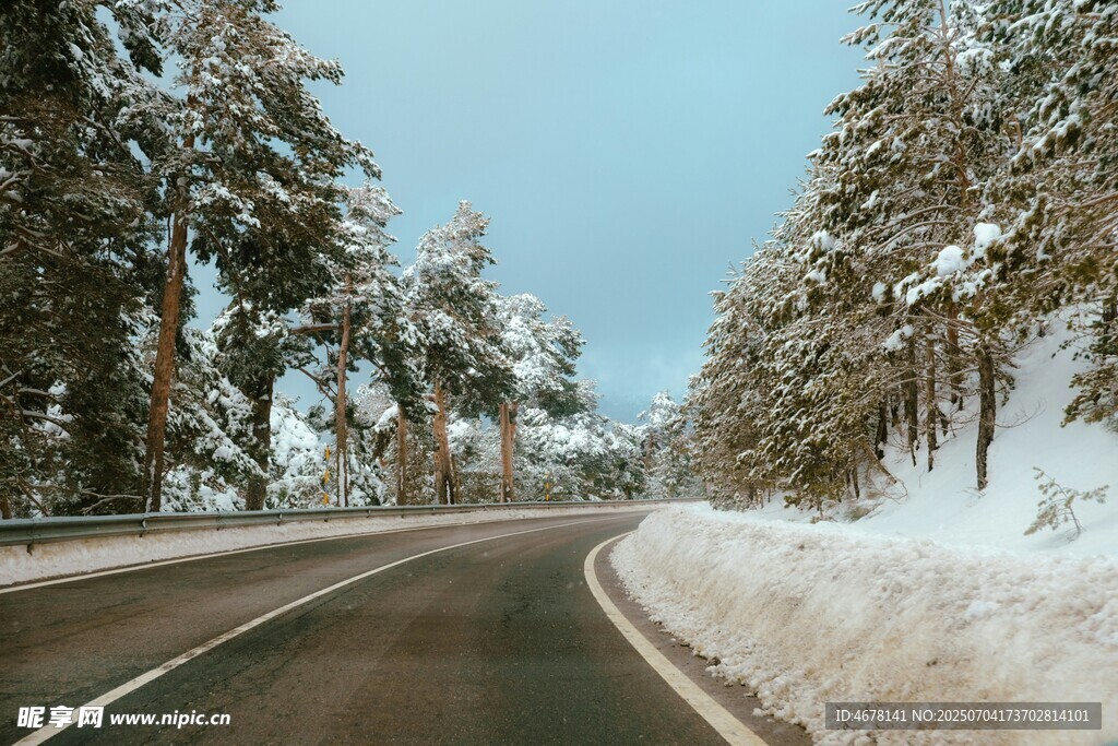 冬日雪覆公路旁的树林