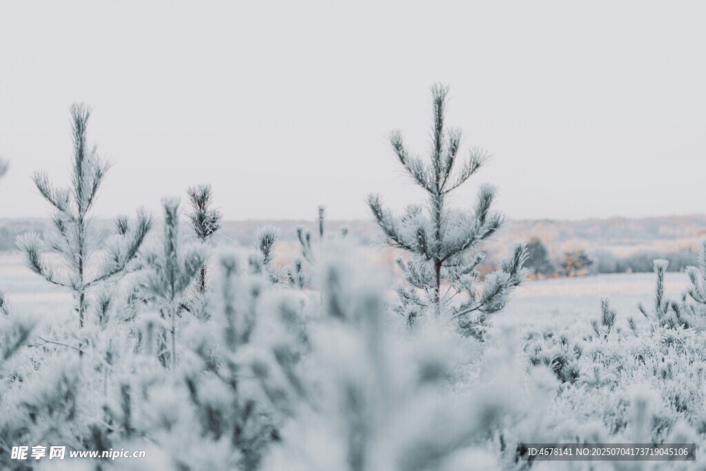 冬日雪景中的挺拔松枝