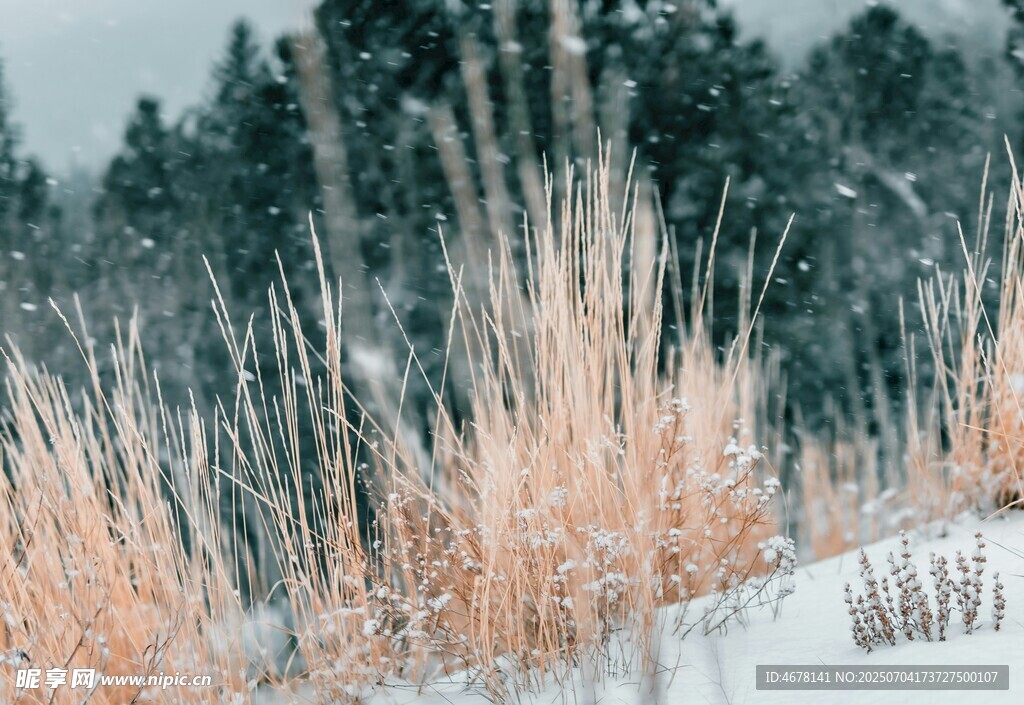 雪覆枯草冬日静谧景致