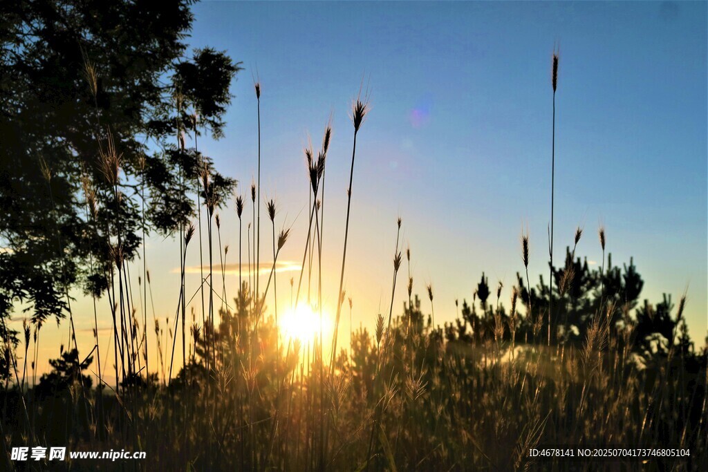 夕阳下的芦苇美景