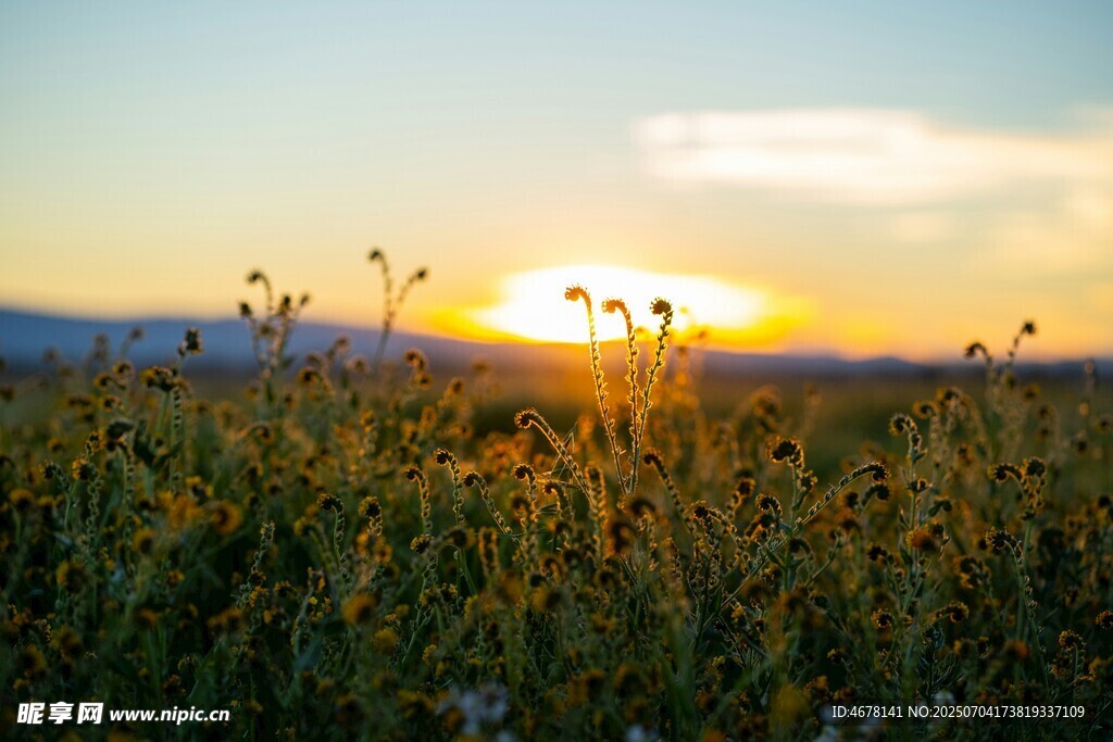 夕阳下的花草美景