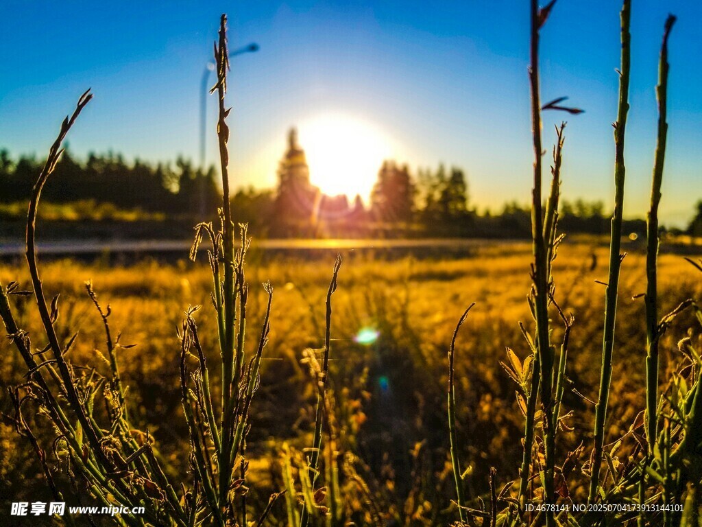 夕阳下的原野植物景观
