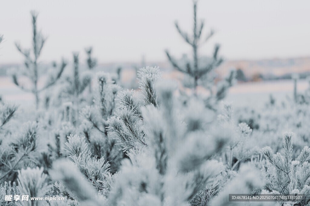 雪覆松枝的冬日景致