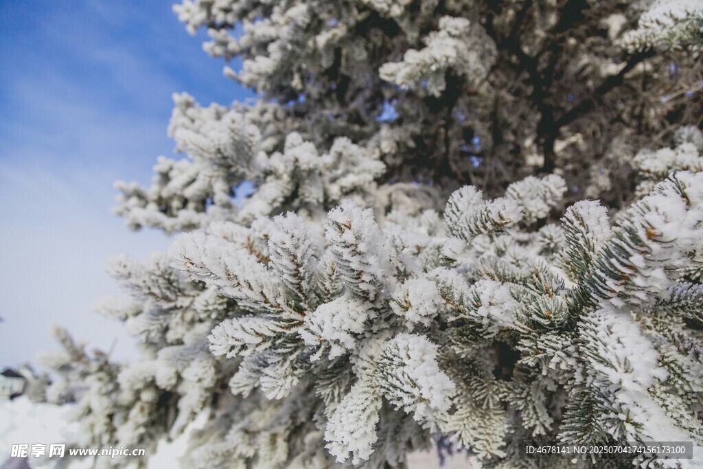 雪覆松枝冬日纯净美景