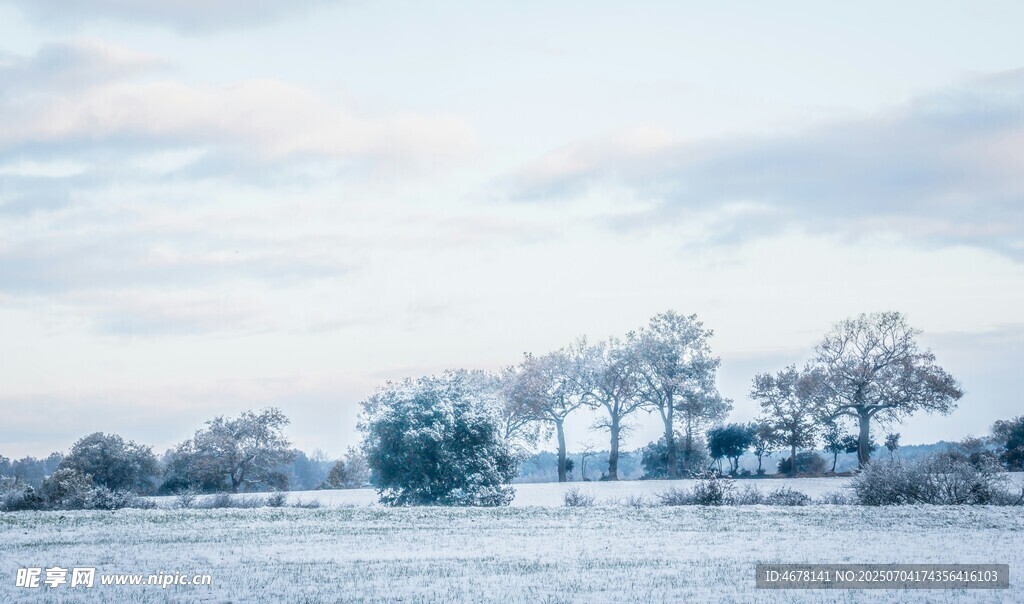 冬日雪景中的树木景观