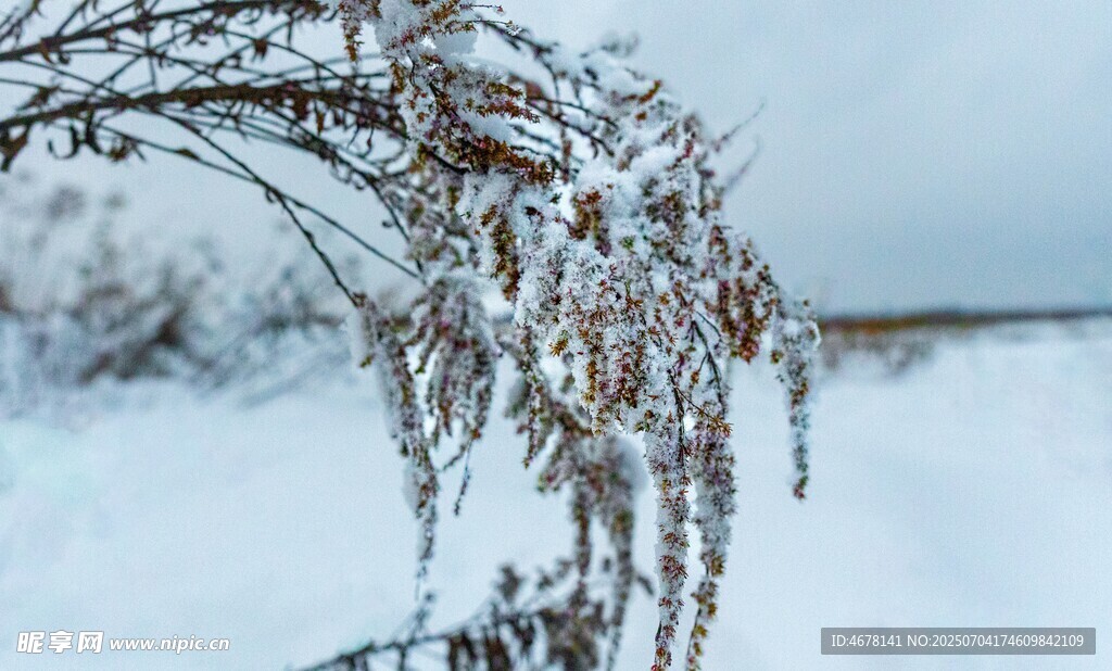雪覆枝头的冬日美景
