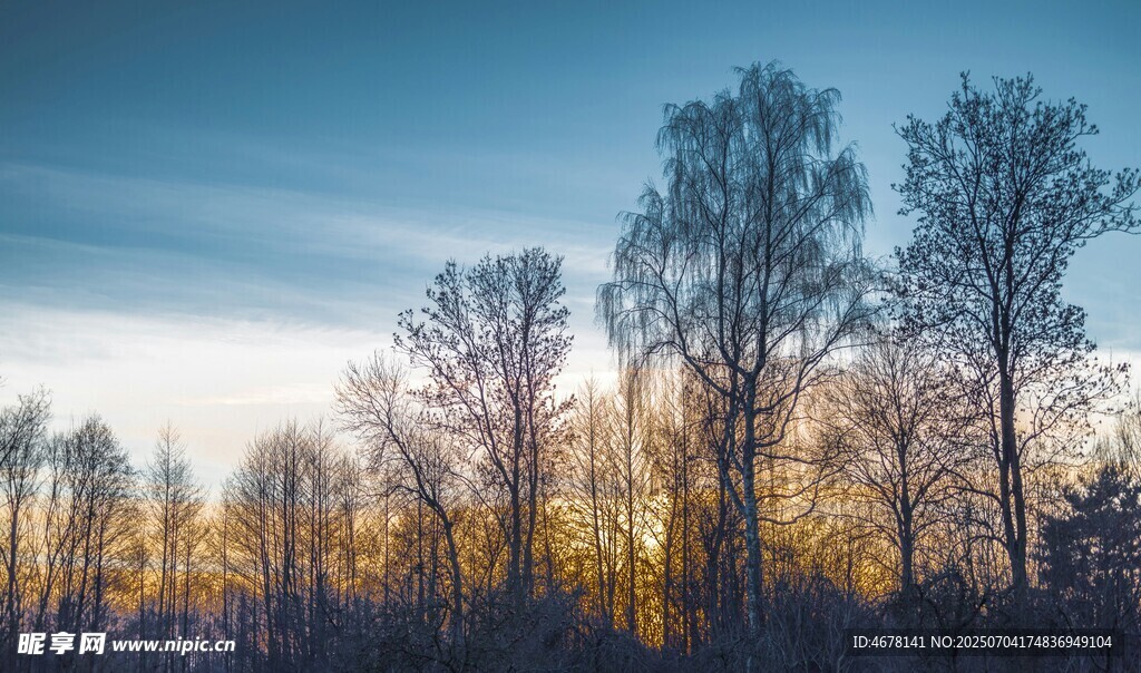 夕阳下的树林美景
