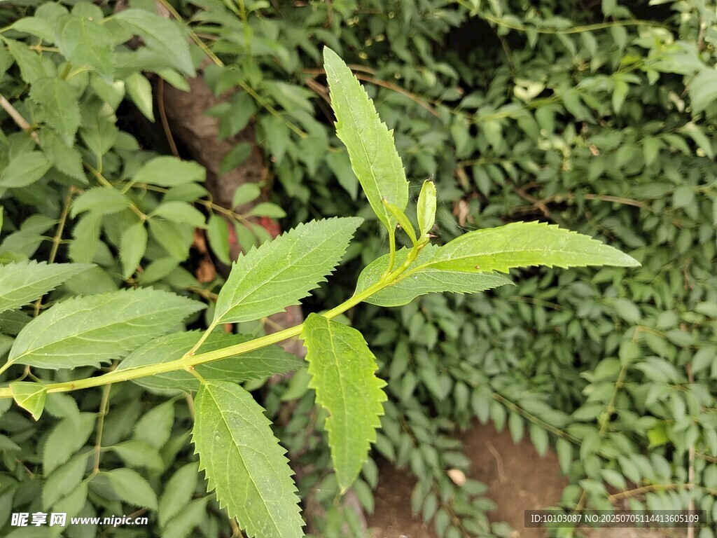 嫩绿枝叶特写