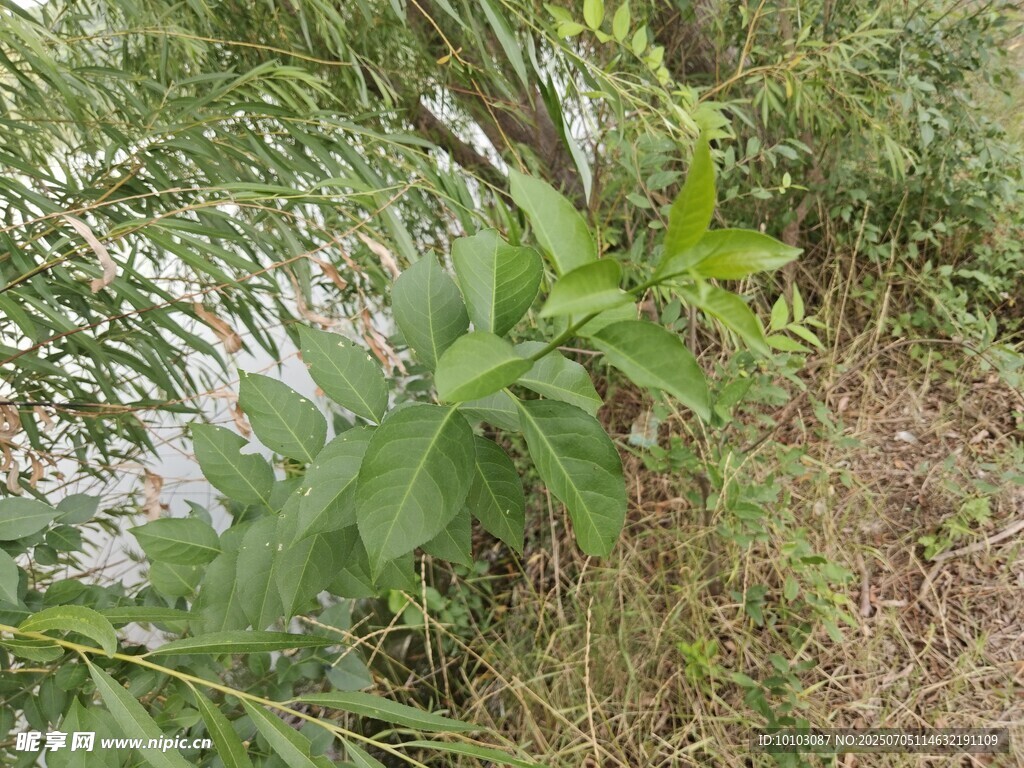 野外绿植景观