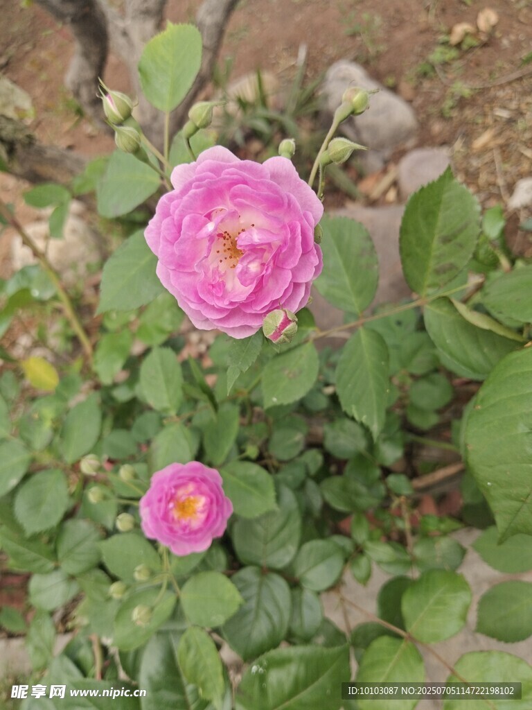 两朵娇艳绽放的粉色蔷薇
